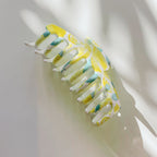 Velvet Claws Hair Clip | The Lobster in Fresh Lemons